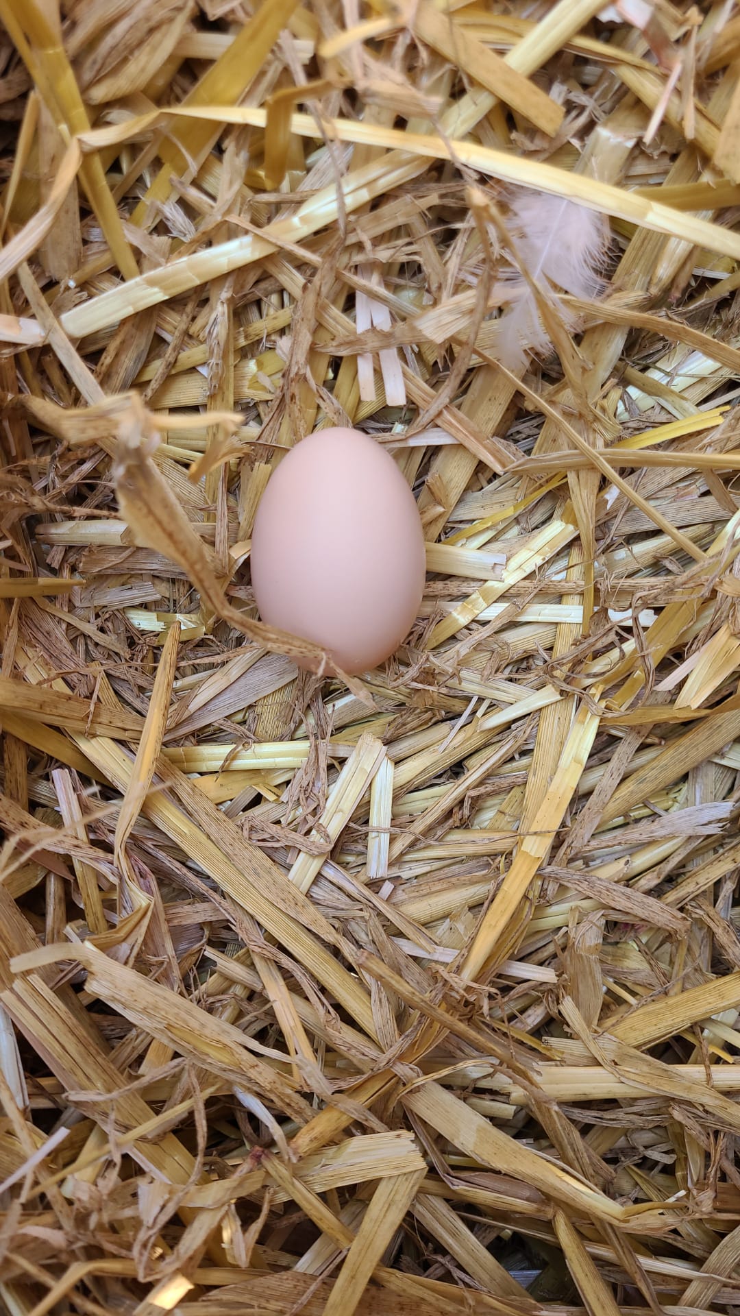 Hühner Tag1 Ei