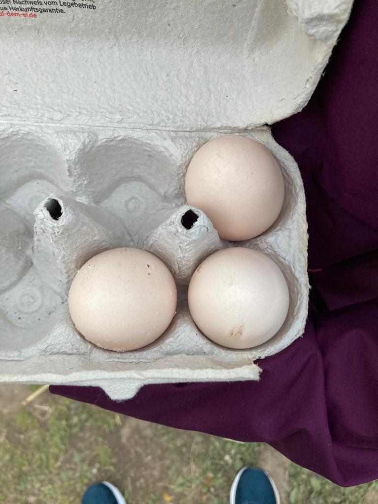 Hühner Tag3 Eier